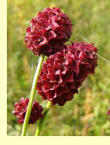 Кровохлебка, черноголовник кровохлебковый (Sanguisorba officinalis L.) Кровохлебка, черноголовник кровохлебковый (Sanguisorba officinalis L.)